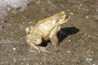 Crapaud  (Photo D. Mrugala) (3)